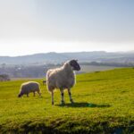 British Country Music Artists: Your 2026 Guide