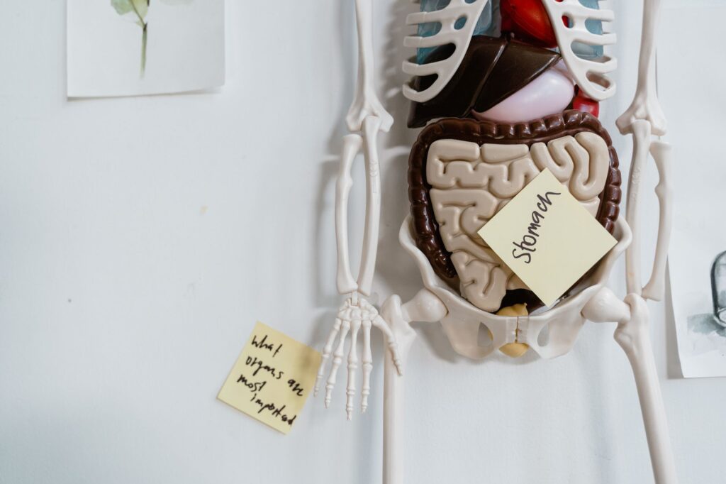Gastroshiza Explained: Your 2026 Beginner’s Guide