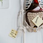 digestive system diagram