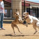 Advanced Dog Puzzles: Smart Fun on a Budget