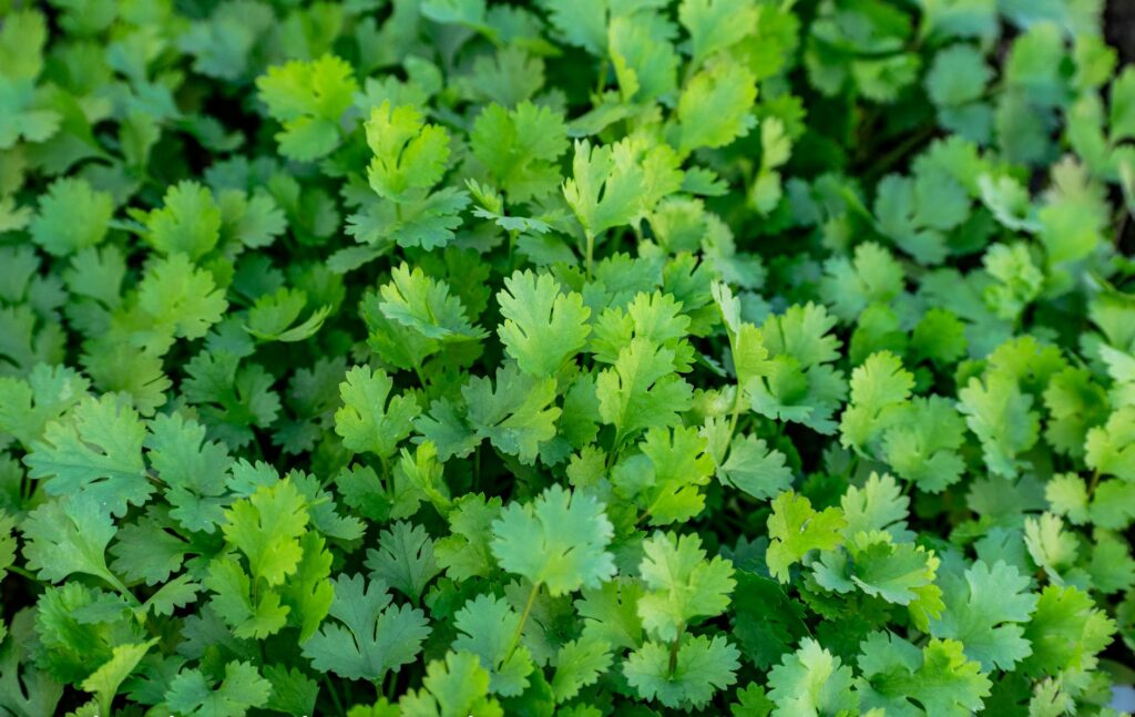 fresh cilantro leaves and seeds
