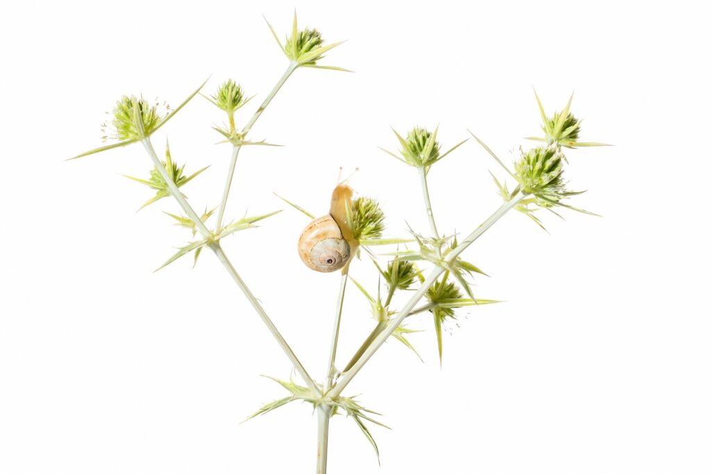 Gastroshiza Explained: Your Beginner’s Guide