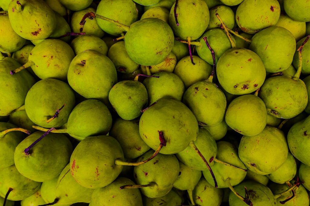 Navigator Pear: A 2026 Guide to Characteristics, Benefits, and Uses
