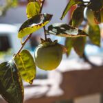 Should You Eat Persimmon Skin? The Truth Revealed